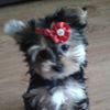 avatar adrian211