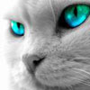 avatar dappy
