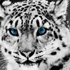 avatar franek12345