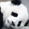 avatar panda775