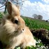 avatar paulinasynowiec397