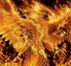 avatar phenix1