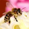 avatar pszczola