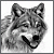 avatar wilczyca135