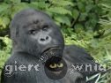 Miniaturka gry: Gorilla