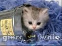 Miniaturka gry: Puzzle The Cutest Kittens
